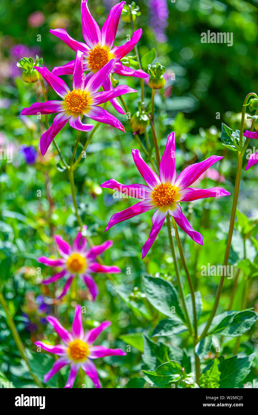 Schöne Nahaufnahme der 8-BLÜTENBLATT Stern Blumen im Feld. Alpen Chips Dahlien in Lila fuchsia Farbe mit geringer Tiefenschärfe. Stockfoto