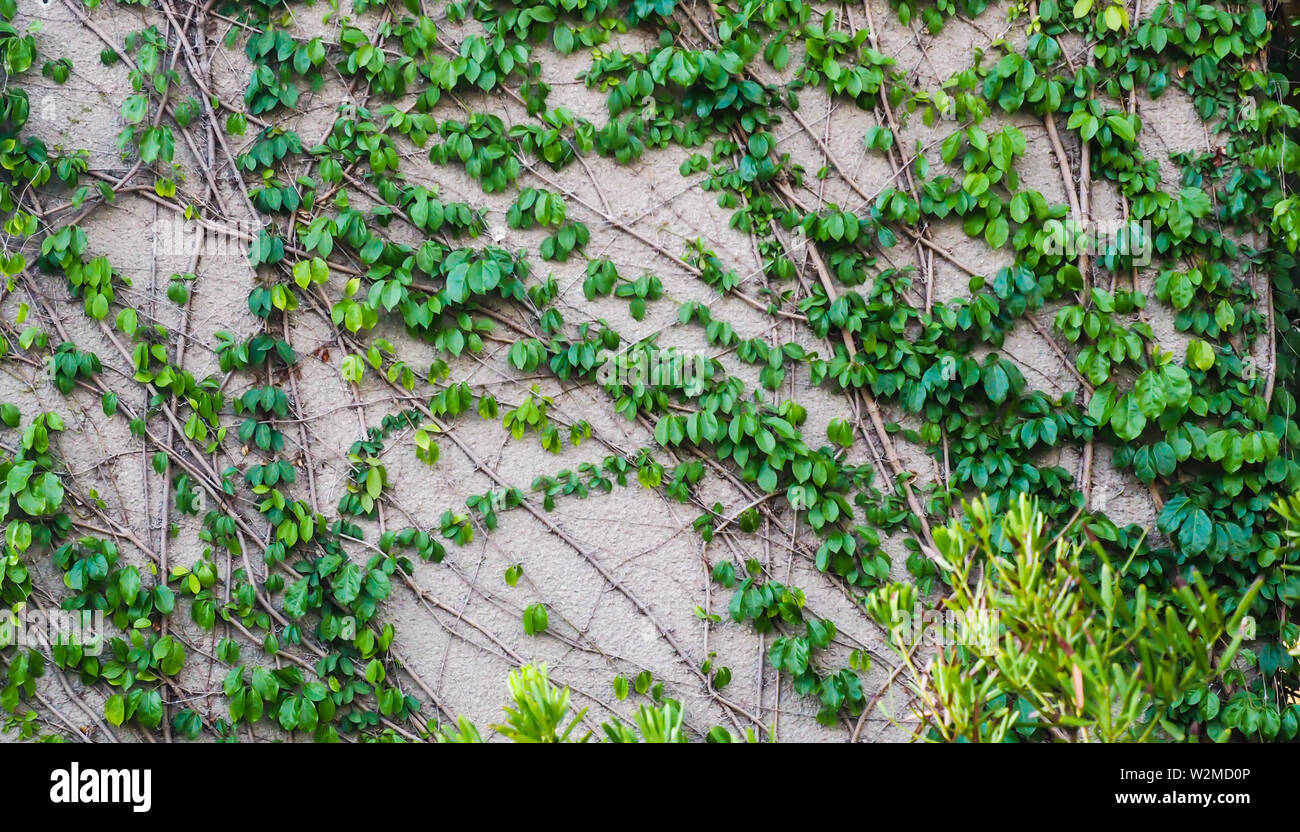 Kletterwand von Ivy. auf weiem Hintergrund. Grne Efeu. Kriechgang  klettern Anlage hngen von oben. Garten Dekoration Efeu Reben  Stockfotografie - Alamy