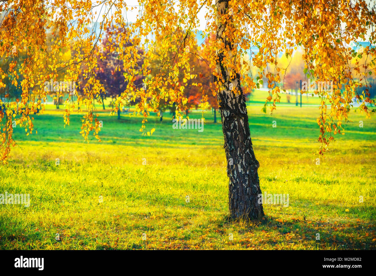 Einsame Birke im Herbst Park Stockfoto