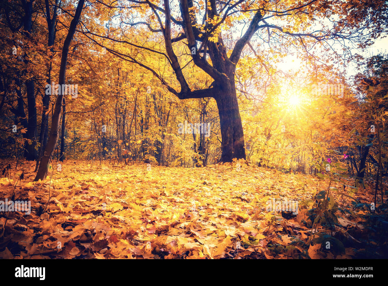 Sonnige Eiche Baum im Herbst Wald Stockfoto