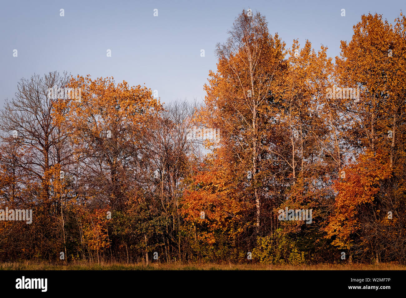 Bäume im goldenen Herbst Stockfoto