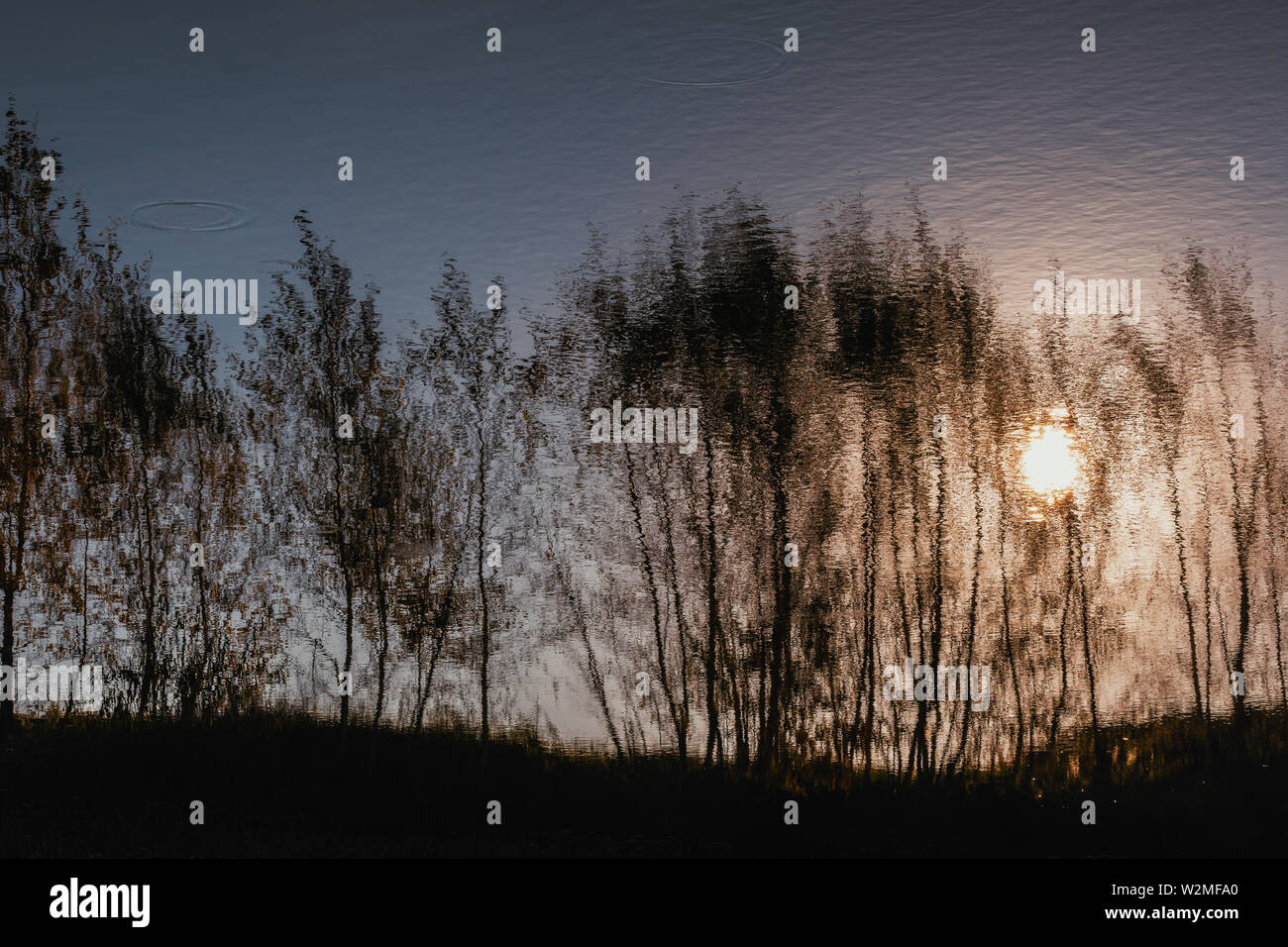 Reflexion der Birken in Wasser und Sonnenuntergang Stockfoto