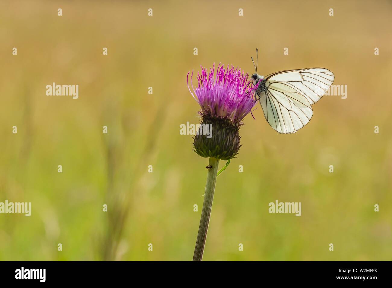 Groß, schwarz geäderten weiß Schmetterling sitzt auf lila Distel in einer Wiese an einem sonnigen Sommertag. Blurry grün braunen Hintergrund. Stockfoto