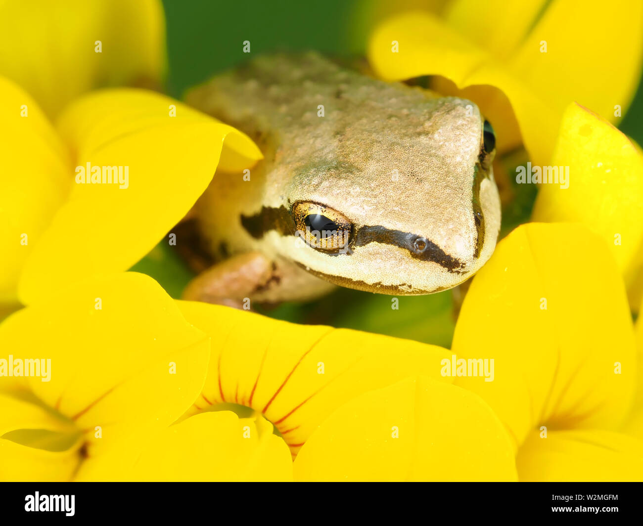 Winzige Pacific Tree Frog (Pseudacris regilla) sitzen in einem Blume Stockfoto