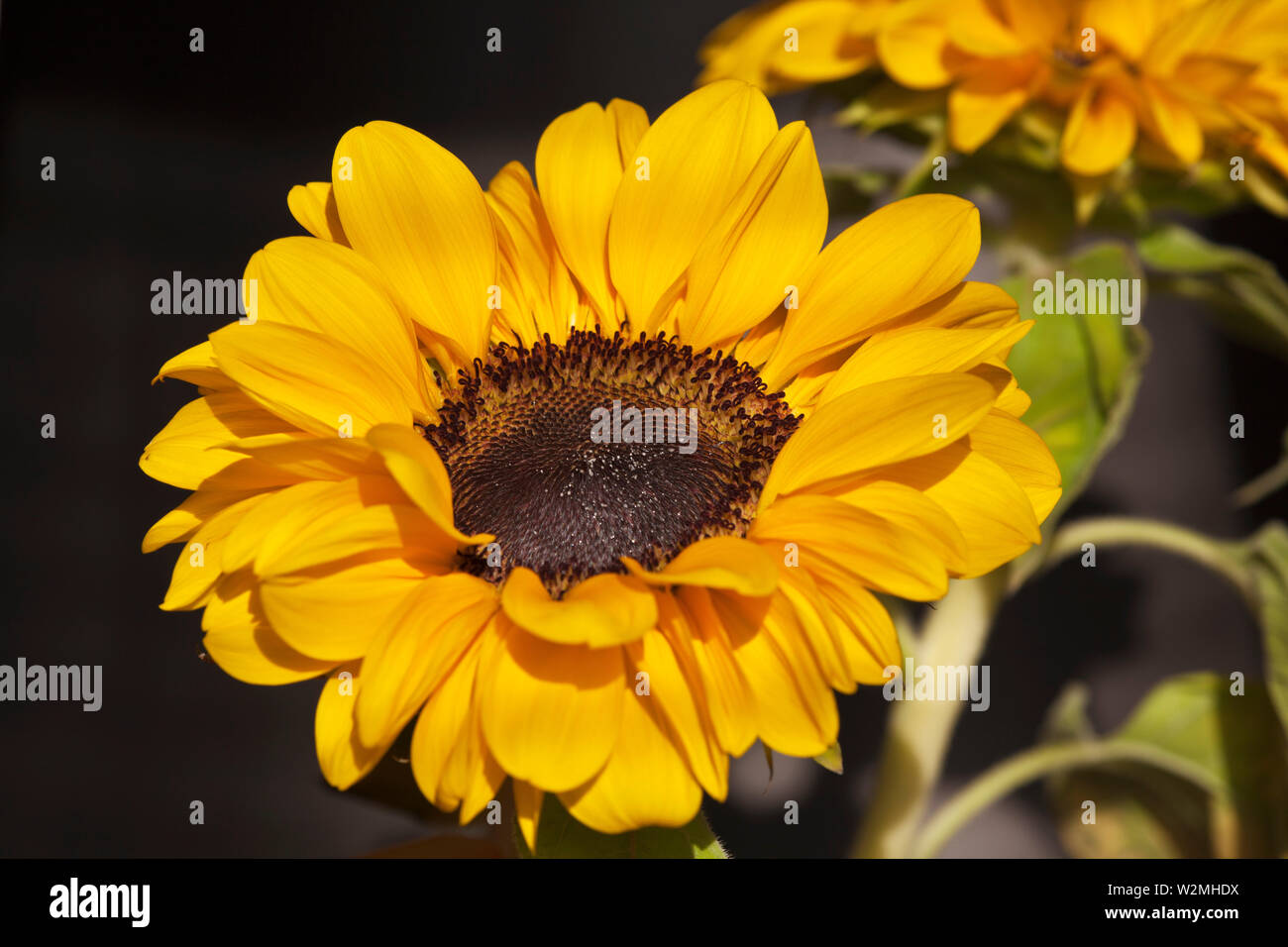 Sunflower-Helianthus annuus in einem großen Plan Stockfoto