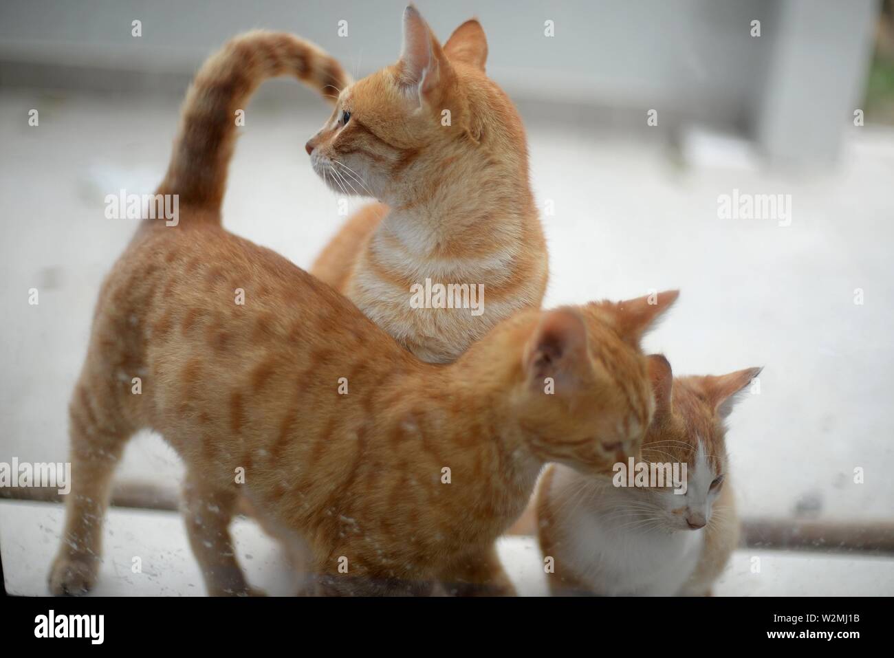 Streunende Katze mit seinem Kätzchen wie durch eine Glastür gesehen. Stockfoto