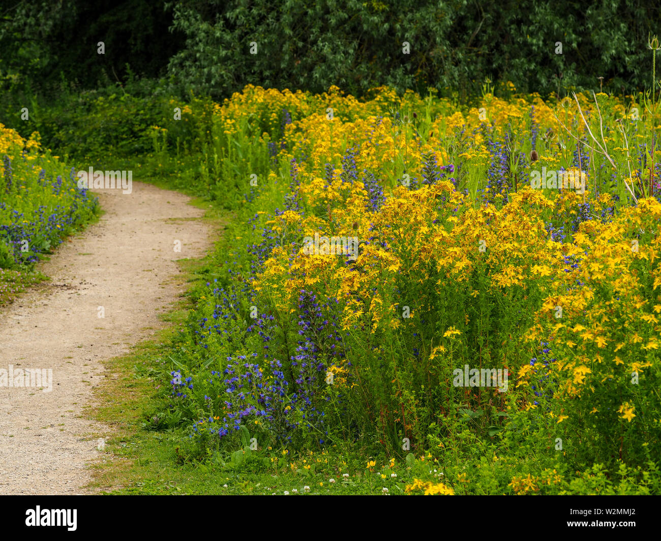 Wilde Blumen bei Barlow gemeinsame Nature Reserve in der Nähe von Selby, North Yorkshire, England Stockfoto