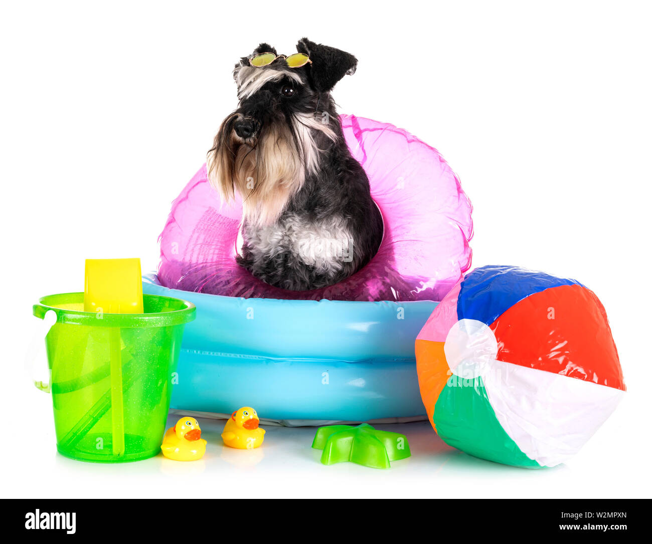 Zwergschnauzer vor weißem Hintergrund Stockfoto
