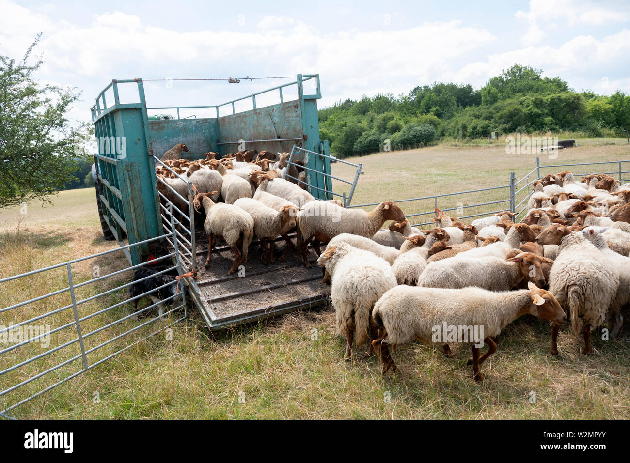 Herde von Schafen bereit zum Transport auf dem Wagen hinter den Traktor in den belgischen Ardennen in der Nähe von Liege im Sommer Tag Stockfoto