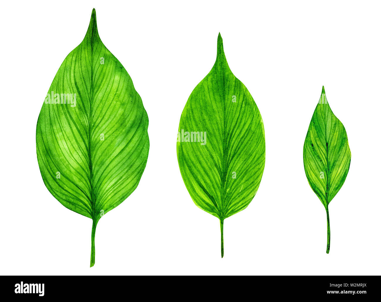 Aquarell, grüne Blätter auf weißem Hintergrund Stockfoto