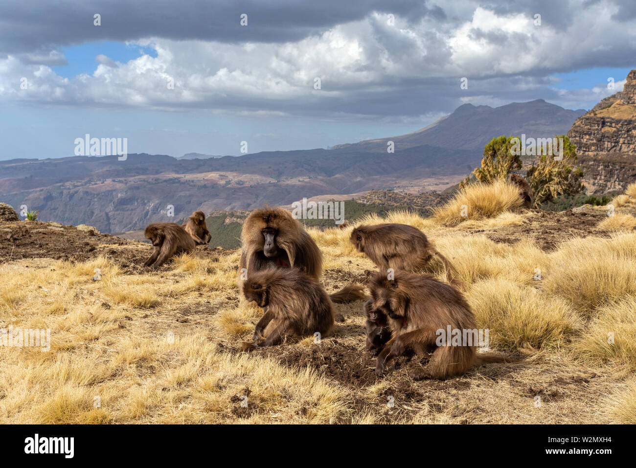 Familie Gruppe der endemische Tier Gelada Affen auf den Felsen, mit Blick auf die Berge. Theropithecus gelada, in der Äthiopischen natürlichen Lebensraum Simien Berge, Afrika Stockfoto