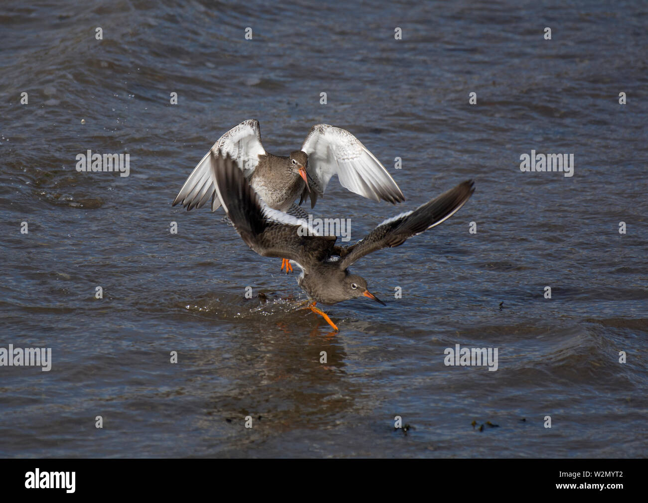 Gemeinsame Wasserläufer, Tringa totanus, zwei Vögel, die in den territorialen Streit beteiligt, Wyre Estuary, Lancashire, Großbritannien Stockfoto