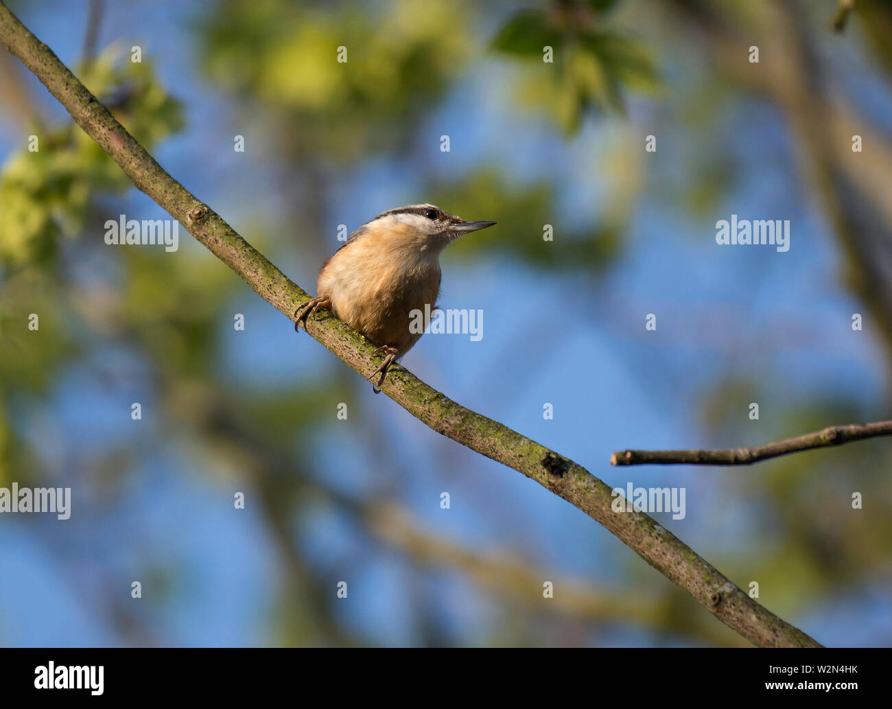 Eurasischen Kleiber, Sitta europaea, auf Zweig, Baum, Lancashire, Großbritannien Stockfoto