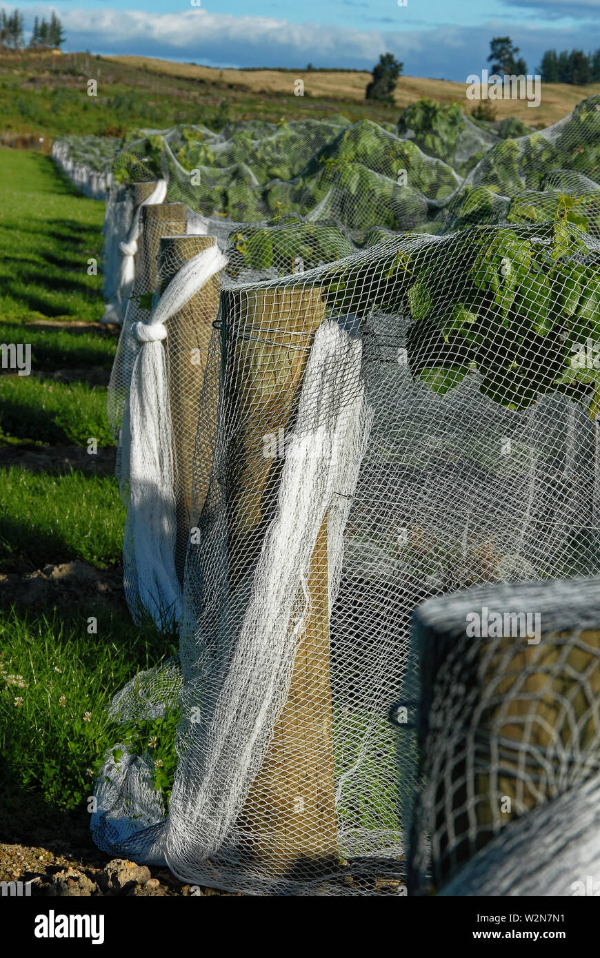 Protective Netting hält die Vögel die reifen Trauben in Neuseeland Stockfoto