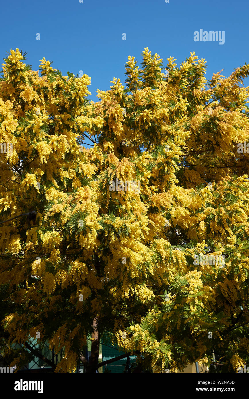 Acacia dealbata gelbe Blüte Stockfoto