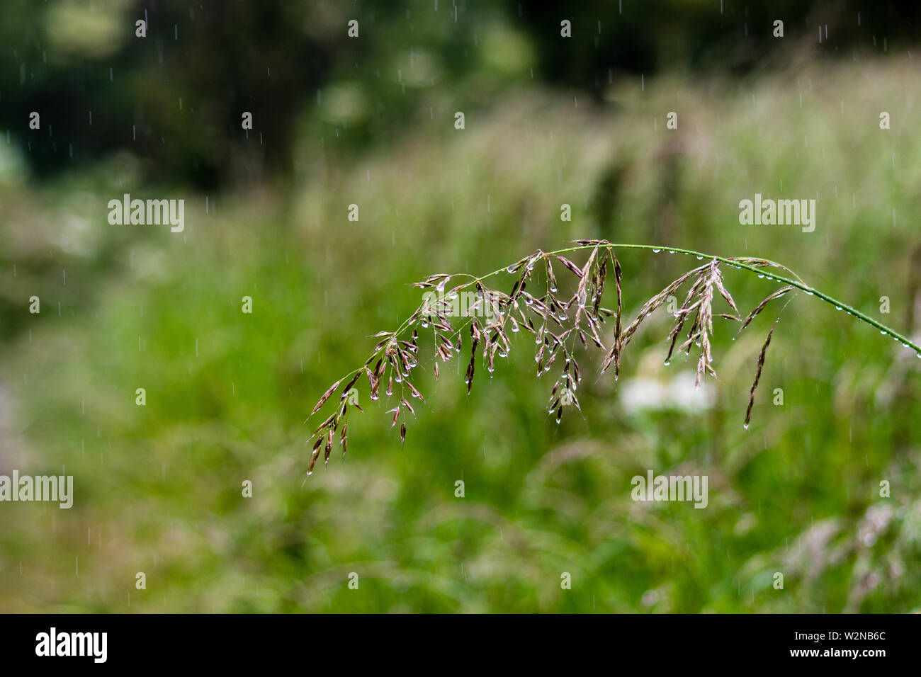 Ein schwingelgrasgras seedhead bedeckt mit Regen Wasser Tropfen gegen einen unscharfen Hintergrund Stockfoto