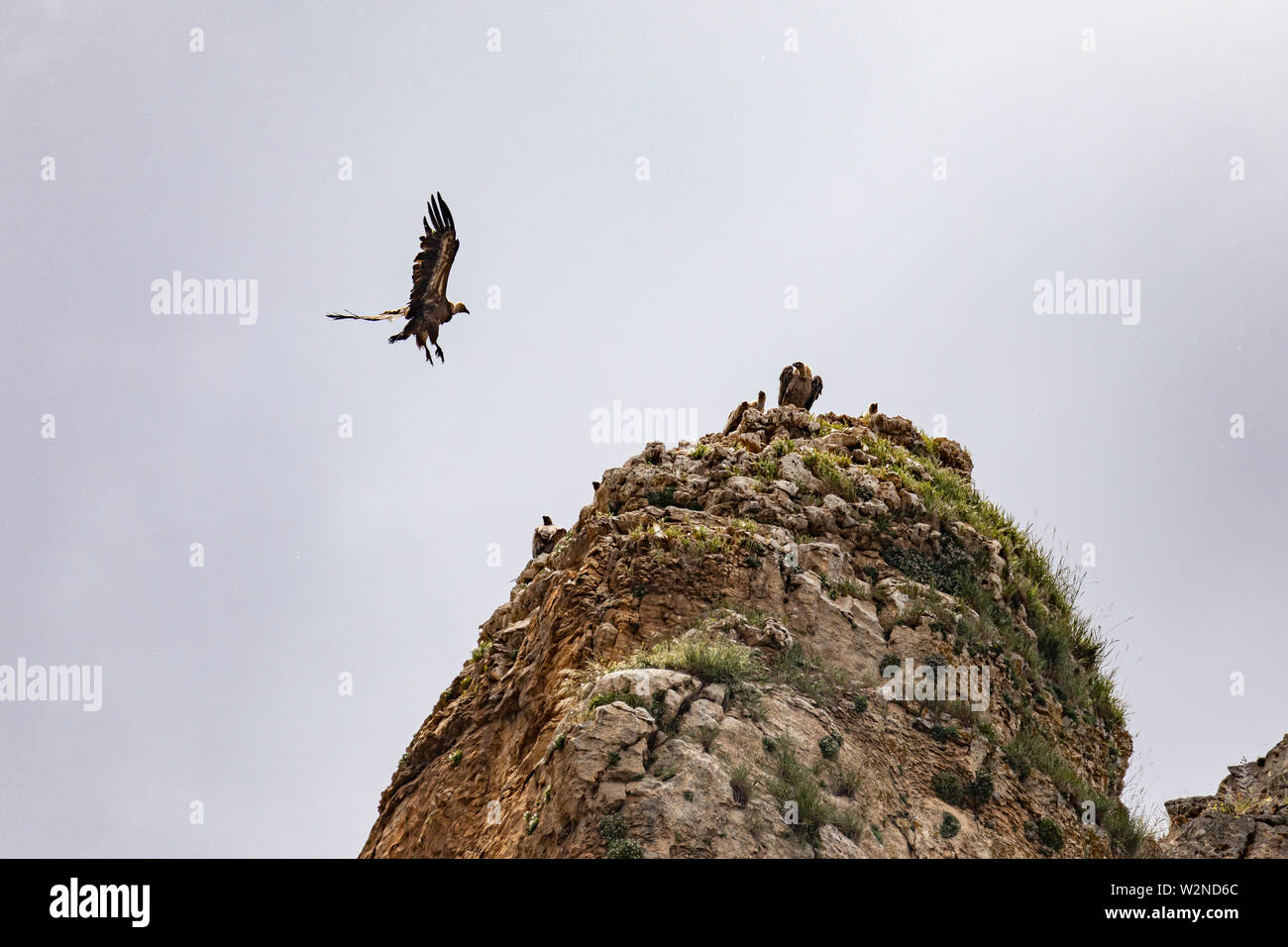 Gänsegeier verbindet seine Freunde auf einem Remote-System mit hoher Pinnacle Rock in den Canon del Mesa, Aragon, Spanien Stockfoto