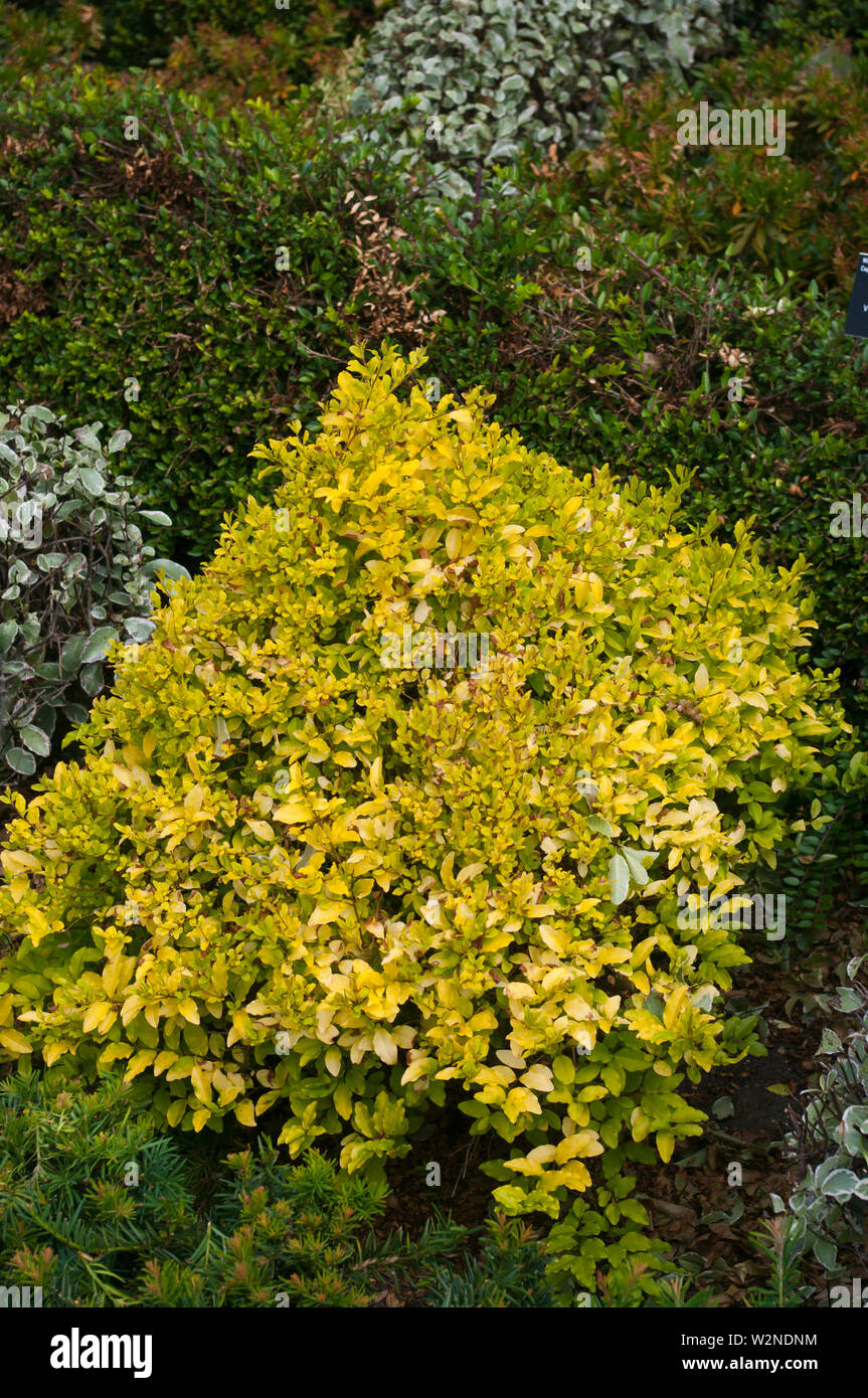 philodendron lemon lime variegata Philodendron Domesticum Lemon Lime (young plant)