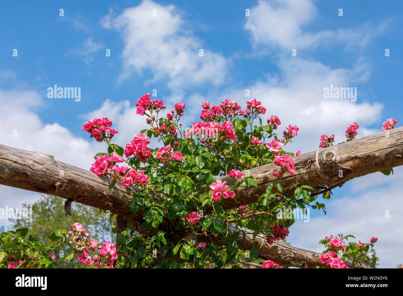 Pretty Pink' amerikanischen Säule' Roses klettern auf eine hölzerne Pergola Blütezeit vor blauem Himmel an einem Sommertag, Surrey, South East England Stockfoto