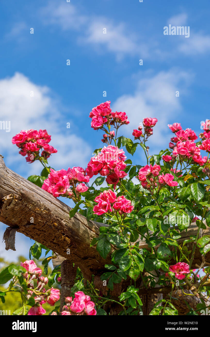 Pretty Pink' amerikanischen Säule' Roses klettern auf eine hölzerne Pergola Blütezeit vor blauem Himmel an einem Sommertag, Surrey, South East England Stockfoto