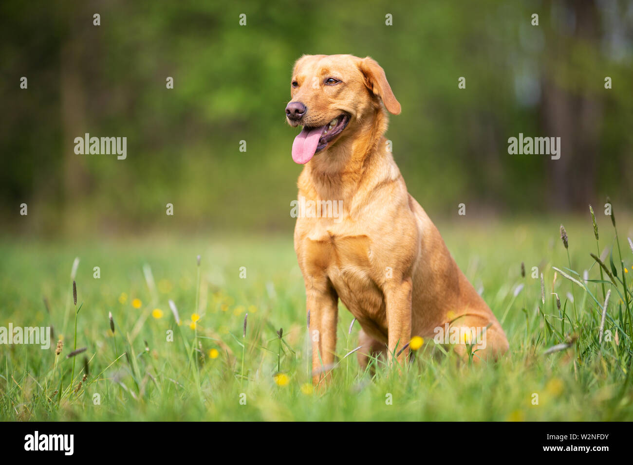 Gelbe Labrador Retriever Hund mit der Linie Stockfoto