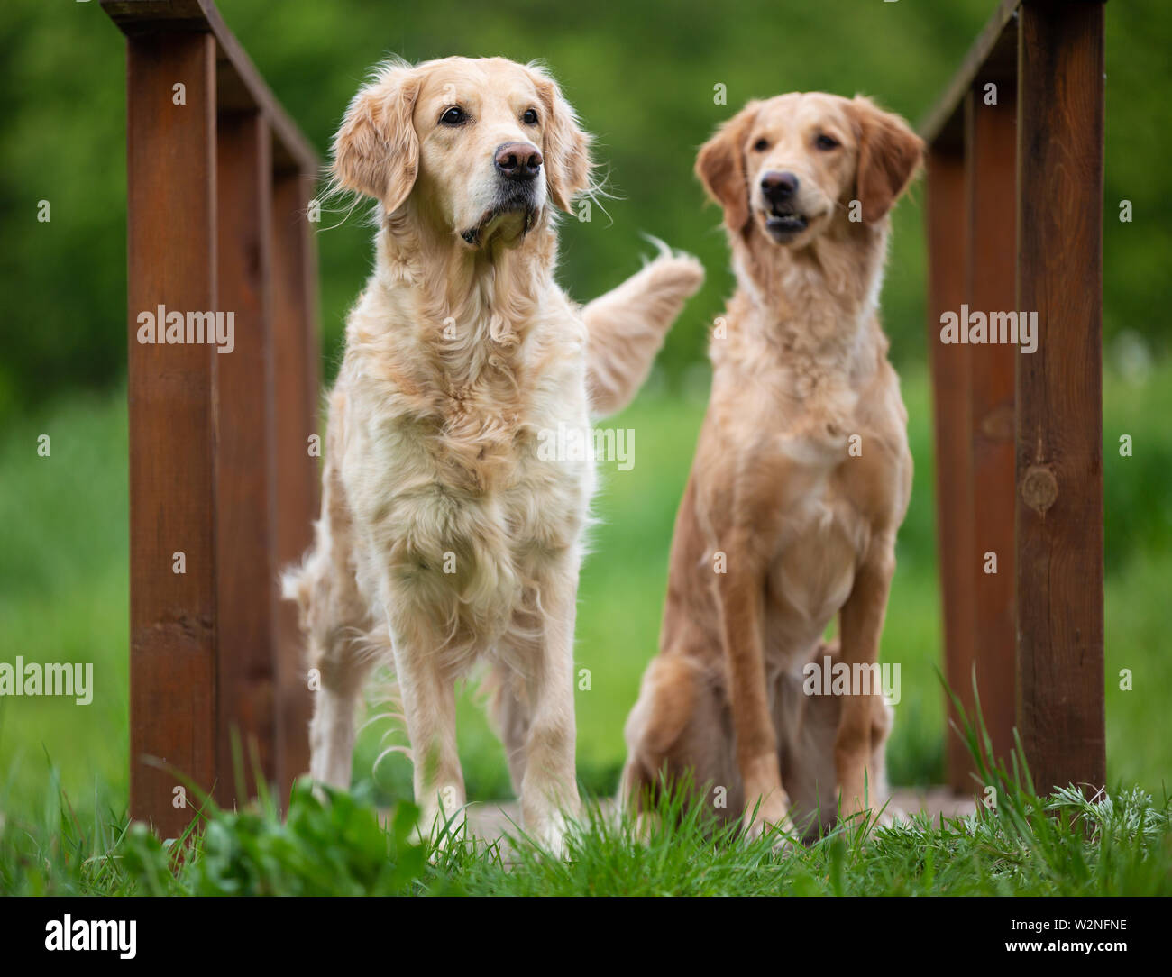 Zwei Golden Retriever Hunde im Park Stockfoto