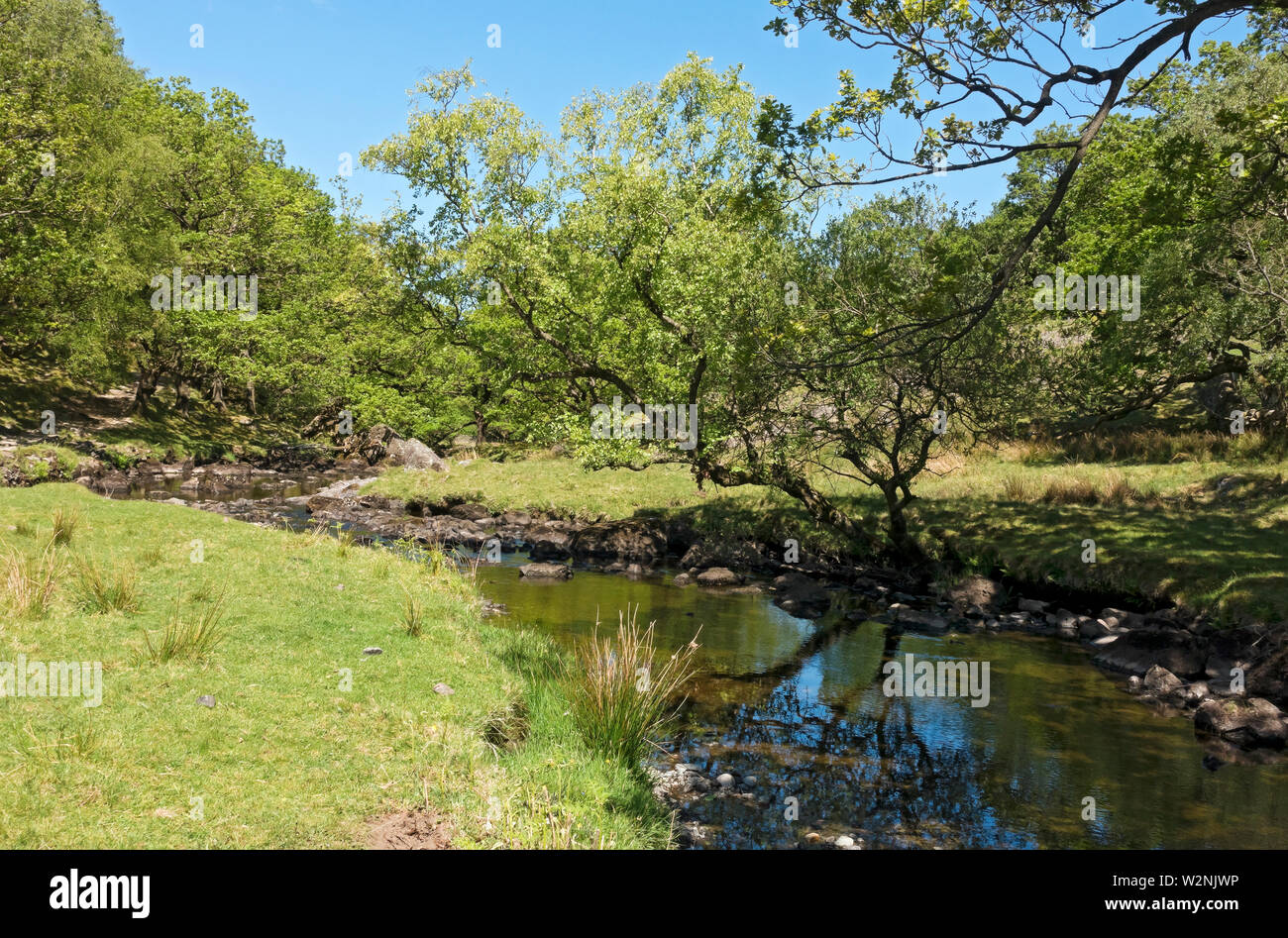 Spazieren Sie im Sommer entlang Watendlath Beck Lake District National Park Cumbria England Vereinigtes Königreich GB Großbritannien Stockfoto