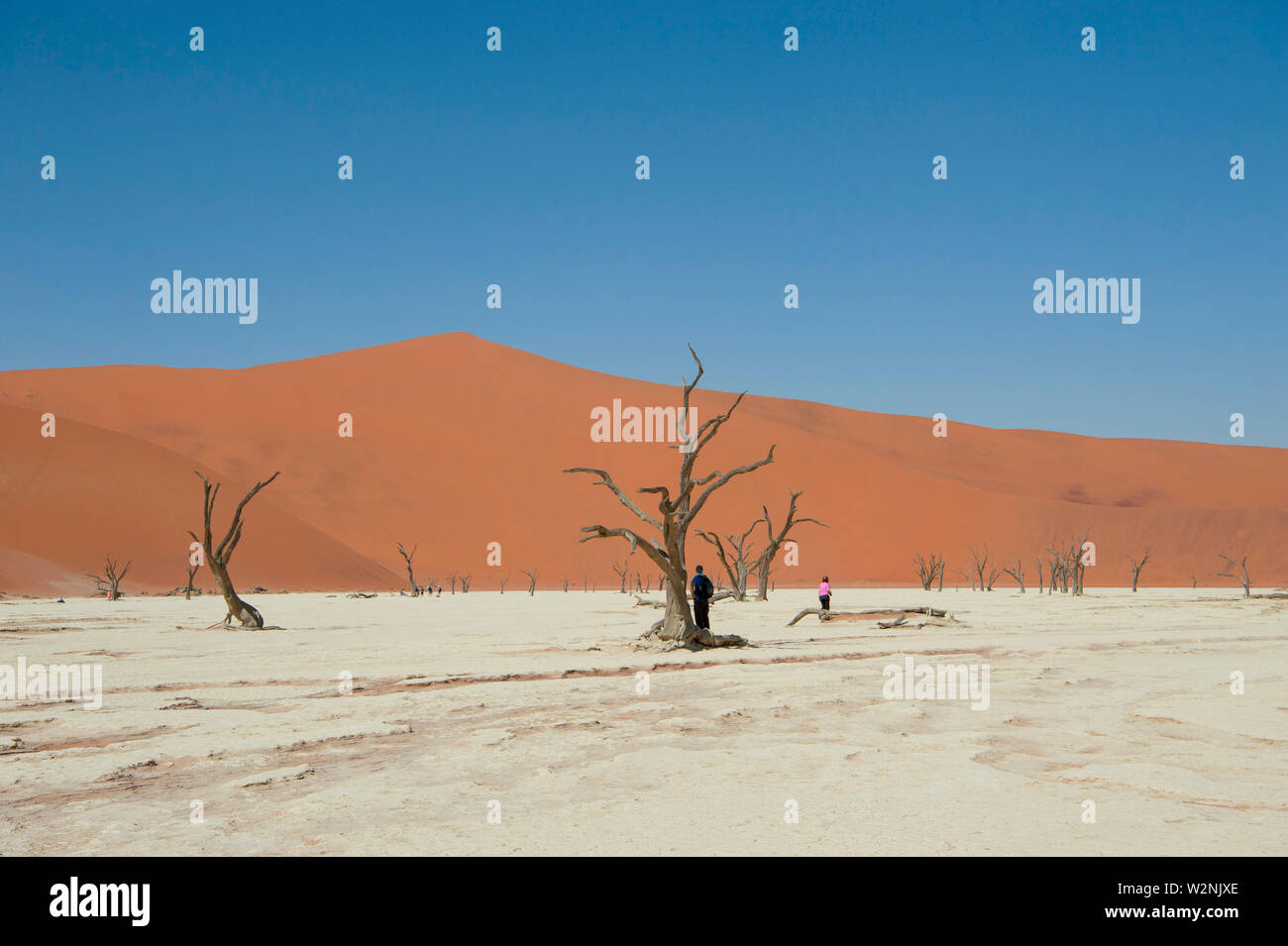 Dead Vlei, mit trockenen 900 Jahre alte Bäume stehen in der salzpfanne umgeben von aufragenden roten Sanddünen. Namib-Naukluft-Nationalpark, Namibia. Stockfoto