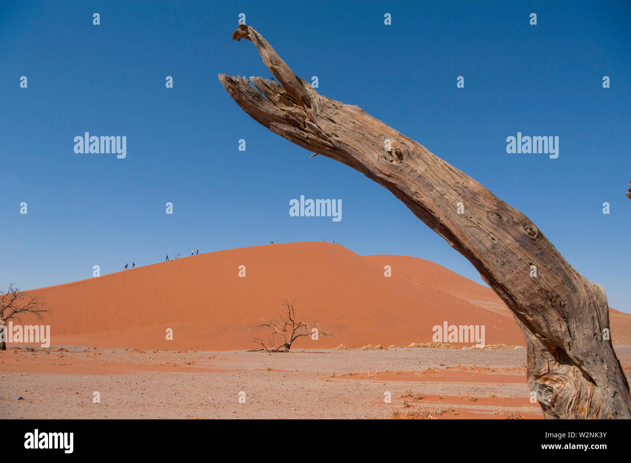 Dead Vlei, mit trockenen 900 Jahre alte Bäume stehen in der salzpfanne umgeben von aufragenden roten Sanddünen. Namib-Naukluft-Nationalpark, Namibia. Stockfoto