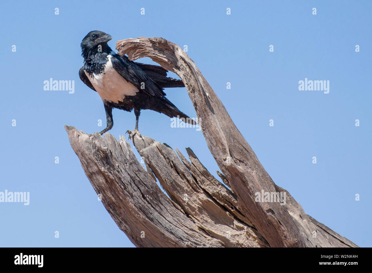Pied Crow (Corvus albus). Krähen sind Allesfresser Vögel. Diese Krähe ist im offenen Land mit verstreuten Bäumen, wo sie ernährt sich von Insekten, Eiern gefunden, Junge Stockfoto