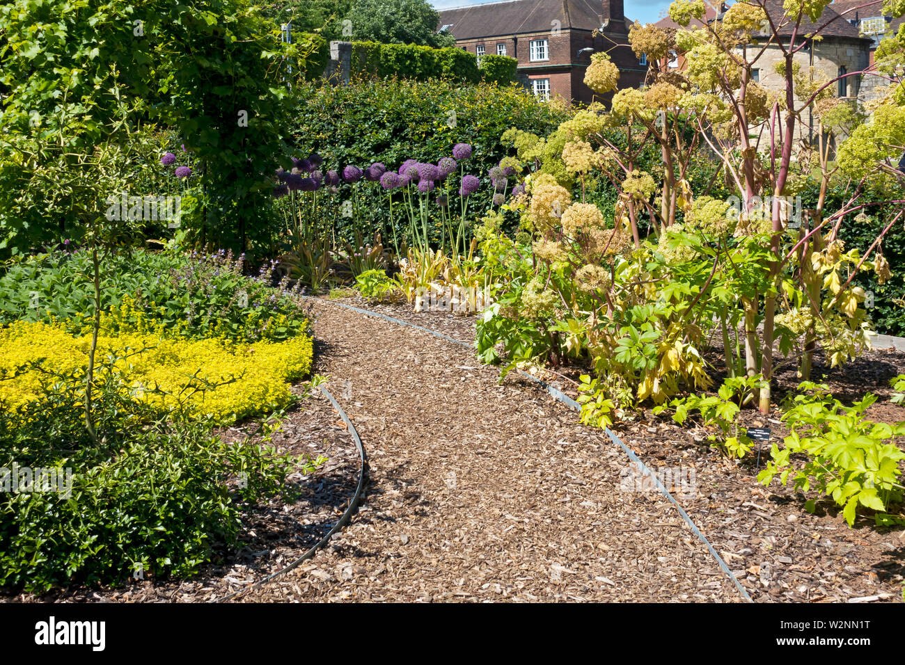 Gartenweg aus Rindenhackungen mit Angelica Archangelica und Allium wachsen in den Grenzen in einem Cottage Garten Sommer England Großbritannien Stockfoto