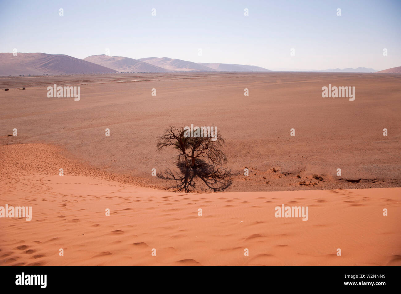 Kamel Thorn Akazie (Acacia Erioloba) neben einer Düne in Sossusvlei, Namib-Naukluft-Nationalpark, Namibia, Südafrika. Stockfoto