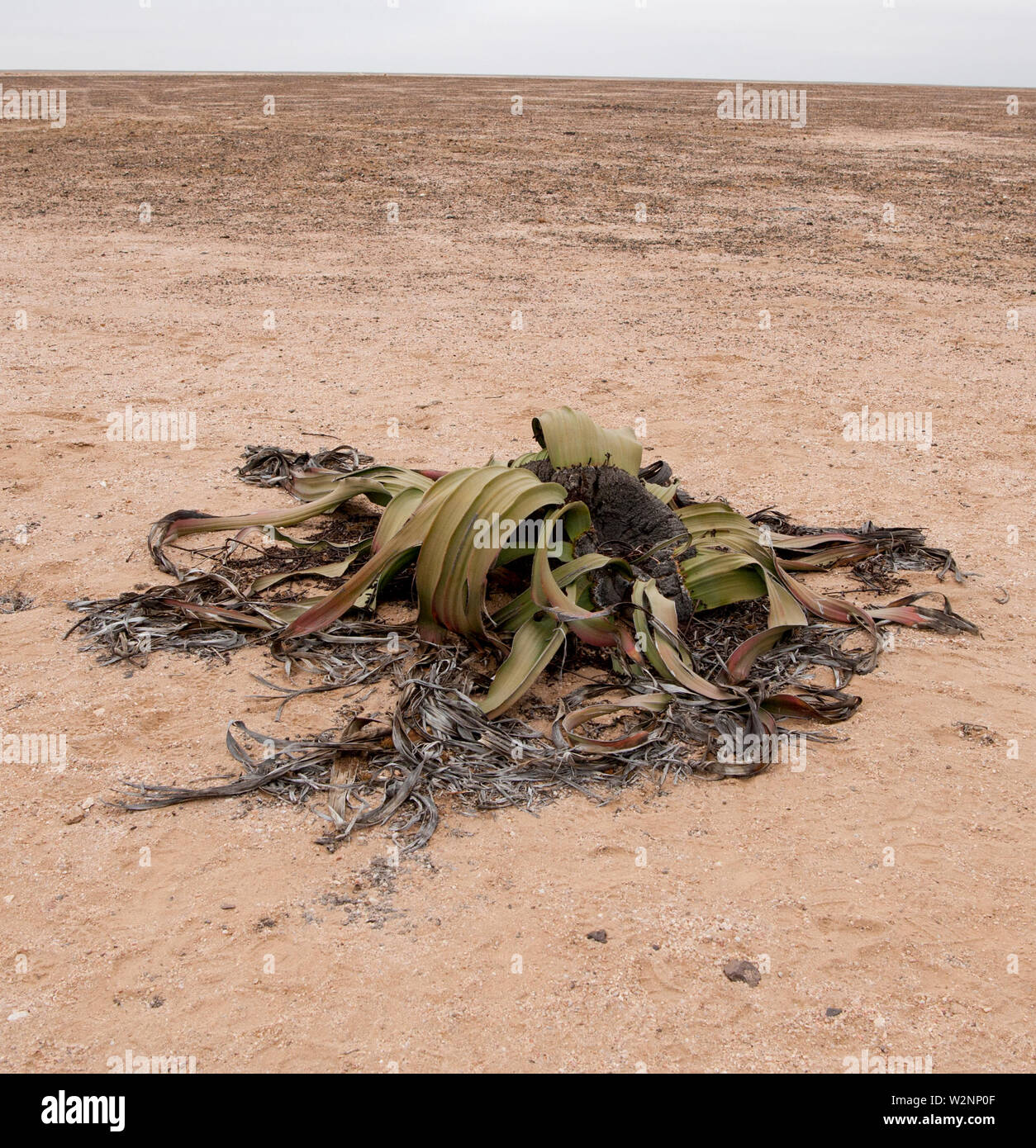 Welwitschia mirabilis. Diese einzigartige Anlage besteht aus einem Holzigen Stiel und zwei große Blätter. Es ist immergrün und die Blätter wachsen kontinuierlich entlang der gro Stockfoto