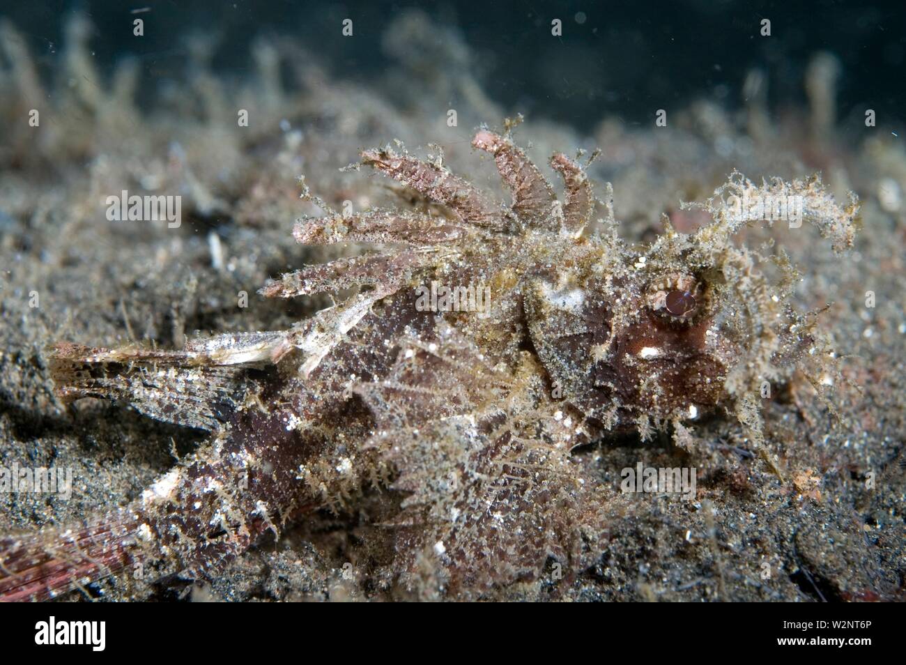 Ambon Scorpionfish (Pteroidichthys amboinensis, Familie Scorpaenidae), Hairball Tauchplatz, der Lembeh Insel, Sulawesi, Indonesien. Stockfoto