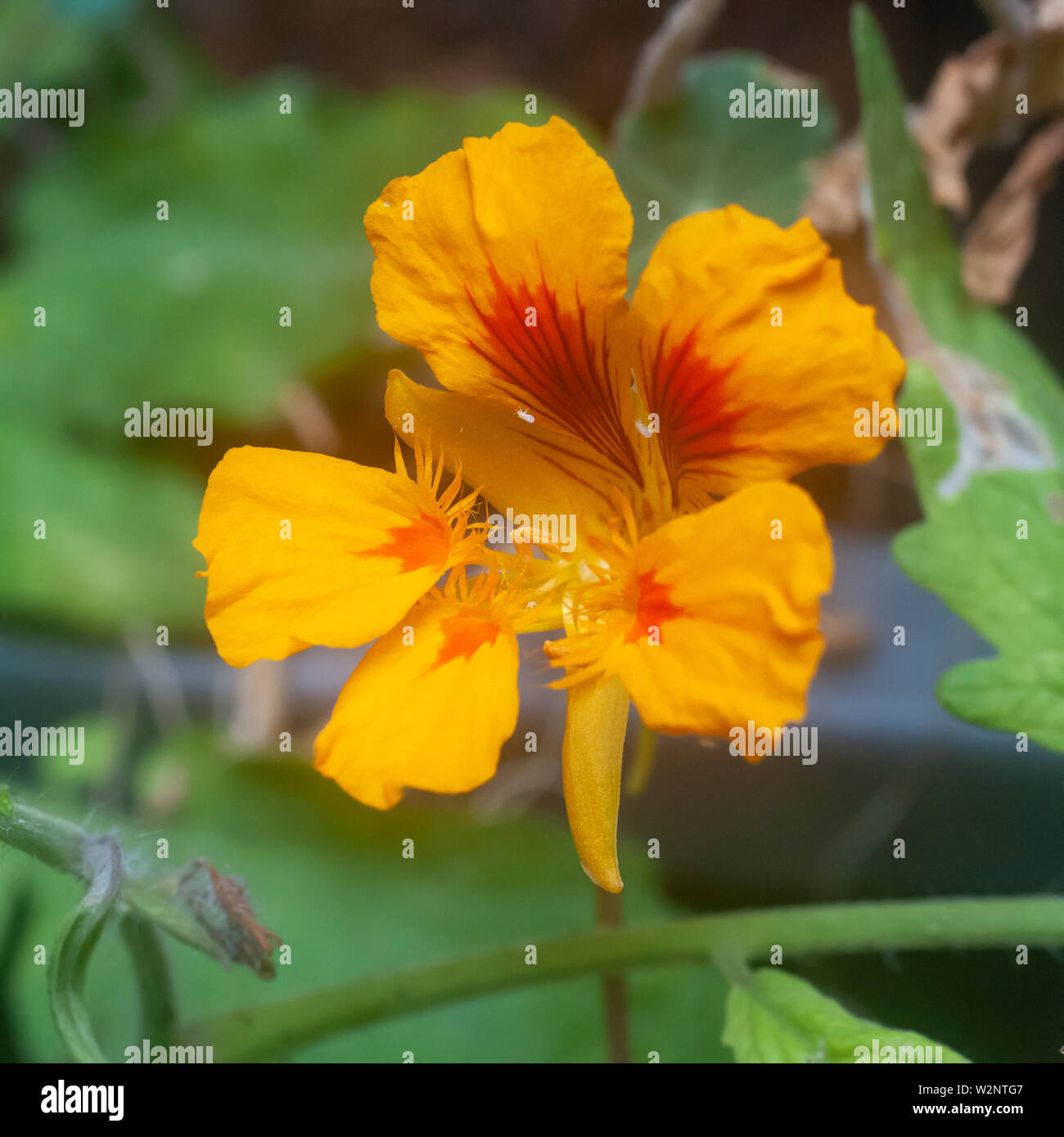 Blühende Kapuzinerkresse : (Kapuzinerkresse, Indische Kresse oder Mönche Kresse) mit einem Käfer Marienkäfer (coccinellidae) Larve Stockfoto