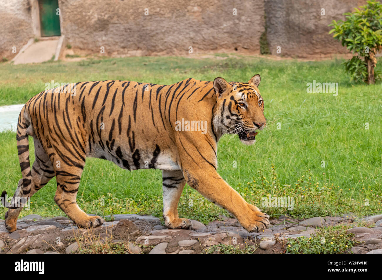 Bengal Tiger zu Fuß auf konkreten Weg. Toll aussehen. Stockfoto