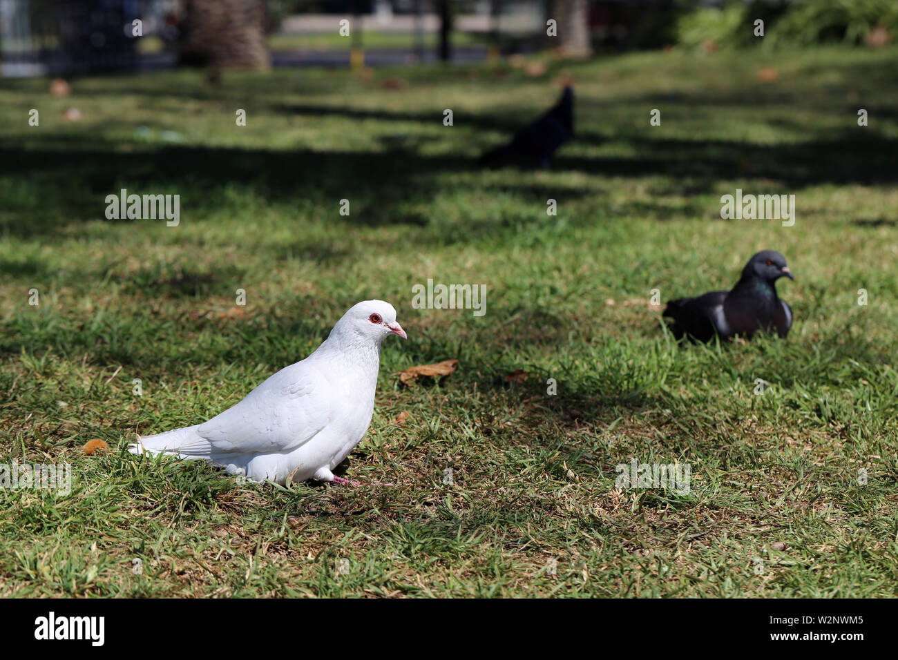 Mit schwarzen und weißen Tauben auf einer Wiese an einem sonnigen Tag. Auf diesem Foto können Sie drei Vögel, grüne Wiese und einige Schatten der Bäume sehen. Stockfoto Mit schwarzen und weißen Tauben auf einer Wiese an einem sonnigen Tag. Auf diesem Foto können Sie drei Vögel, grüne Wiese und einige Schatten der Bäume sehen. Stockfoto