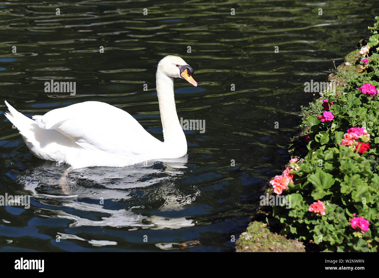 Sonniger Frühlingstag in der tropische Garten Monte Palace, Funchal, Madeira, Portugal. Ein Schwan ist das Schwimmen in einem kleinen Anleihe. Es gibt auch viele rosa Blüten Stockfoto
