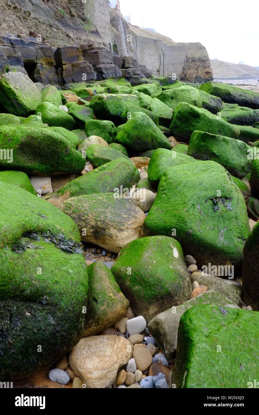 Whitby England ein Spaziergang am Strand merke ich eine lange Ausdehnung der großen Algen bedeckt Felsbrocken. in der Farbe grün und sehr fotogen Stockfoto