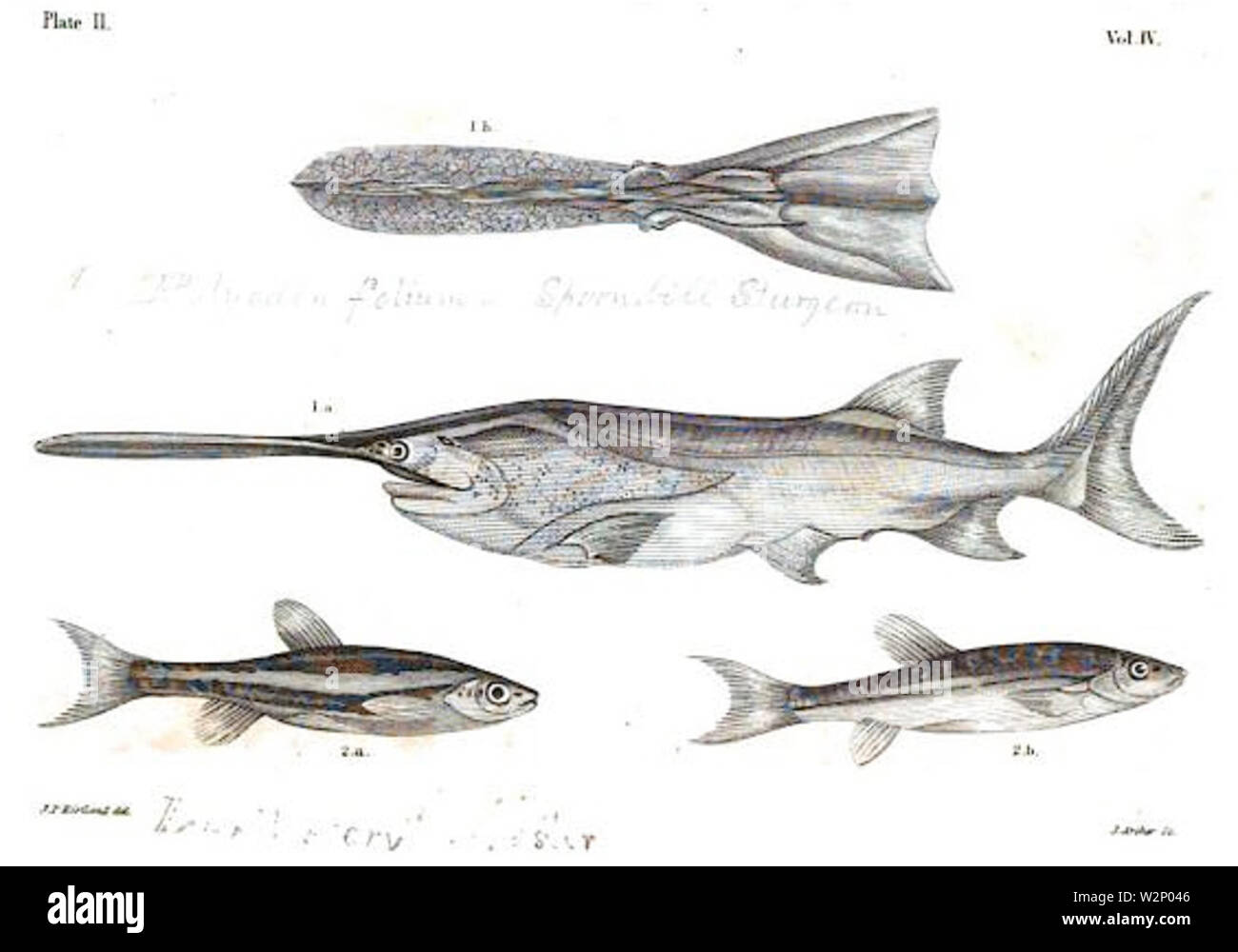 1844 BostonJournal NaturalHistory v4 Illus 8. Stockfoto