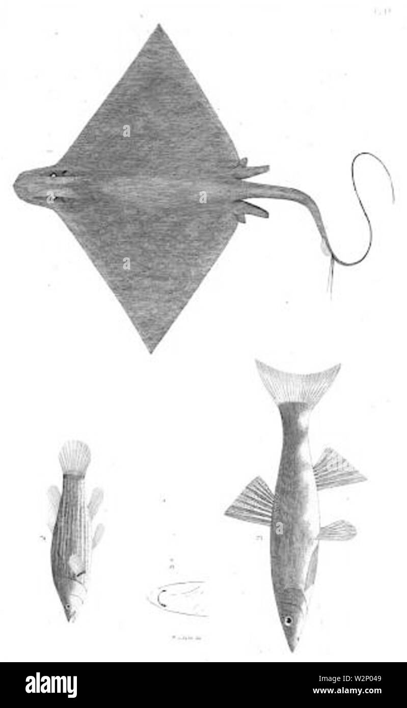 1844 BostonJournal NaturalHistory v4 Illus 4 Stockfoto