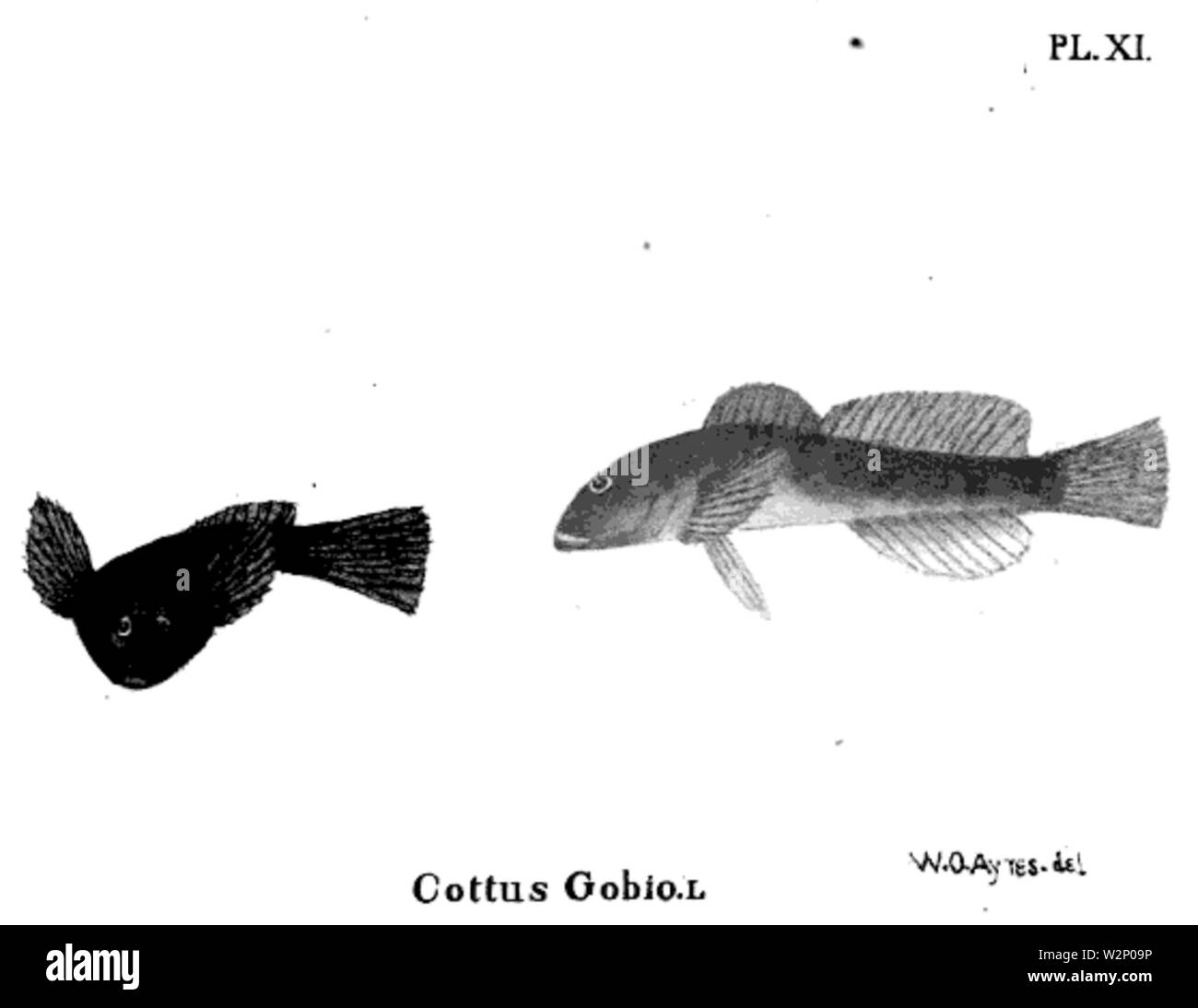 1847 BostonJournal NaturalHistory v5 Illus 6 Stockfoto