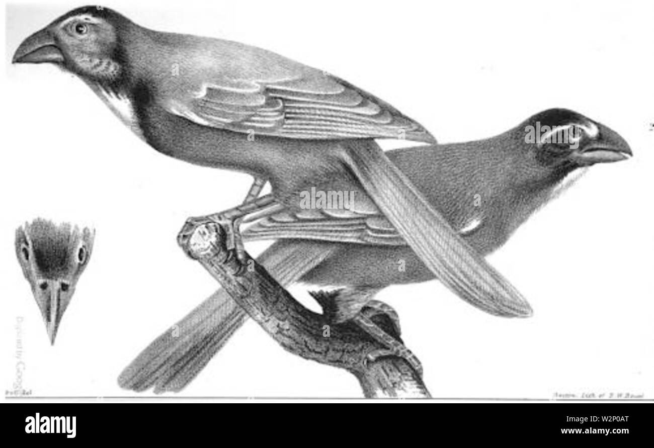1847 BostonJournal NaturalHistory v5 Illus 4 Stockfoto