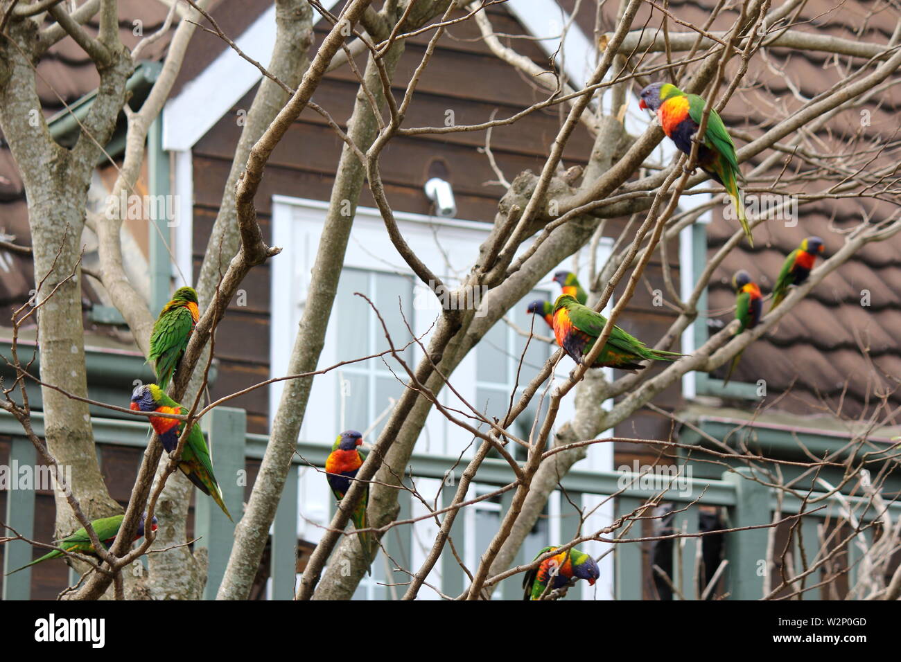 Herde einheimische australische Rainbow Fledermauspapageien thront in einem Baum Stockfoto