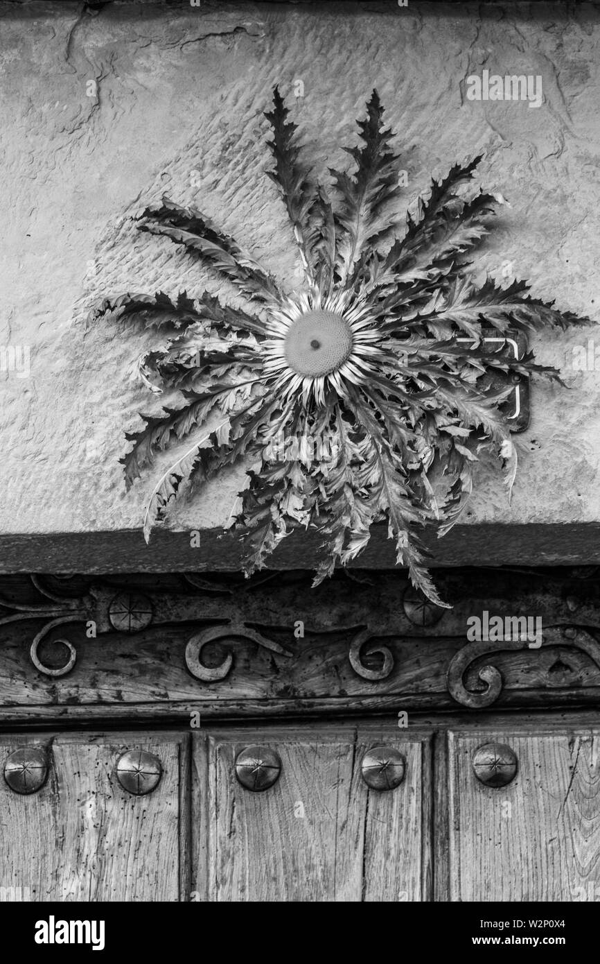 EGUZKI LORE (Carlina acaulis) (stemless Silberdistel, Zwerg Silberdistel, silver Thistle) Elciego Dorf, Wein Region La Rioja Alavesa, Alava Stockfoto