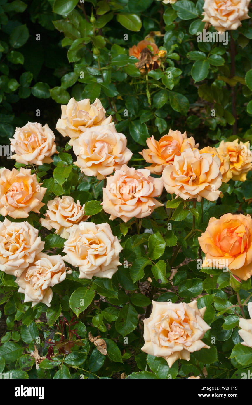 Peach Rose Rosa einfach die beste Macamster Stockfoto