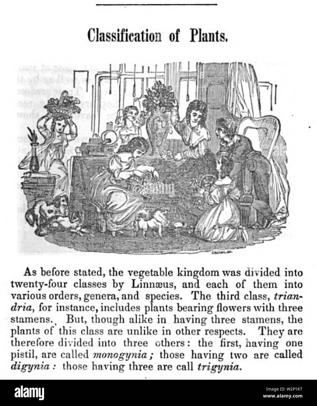 1854 NaturalHistory byCroome byGoodrich illus Stockfoto