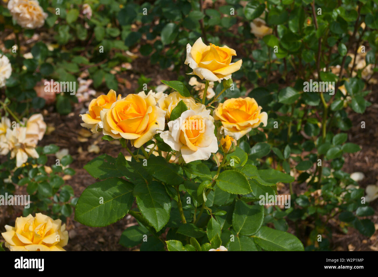 Gelbe Rose Rosa Du bist mein Sonnenschein Frykwango Stockfoto