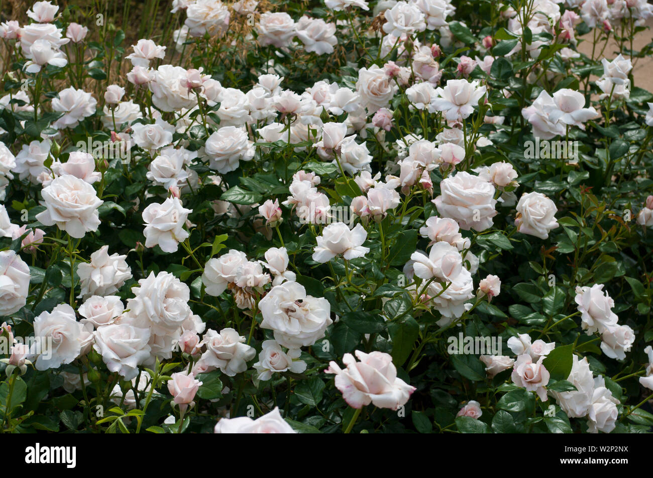 Weiße Rose Rosa erinnern Poulht 001 Stockfoto
