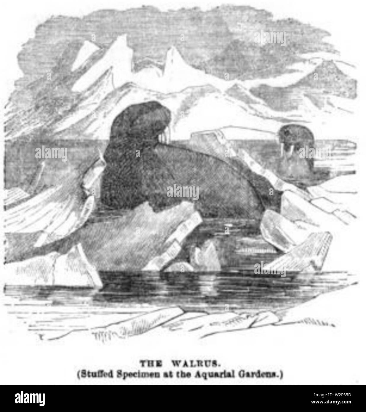 1862 Walross und Ballous Aquarial ZoologicalGardens Boston Stockfoto